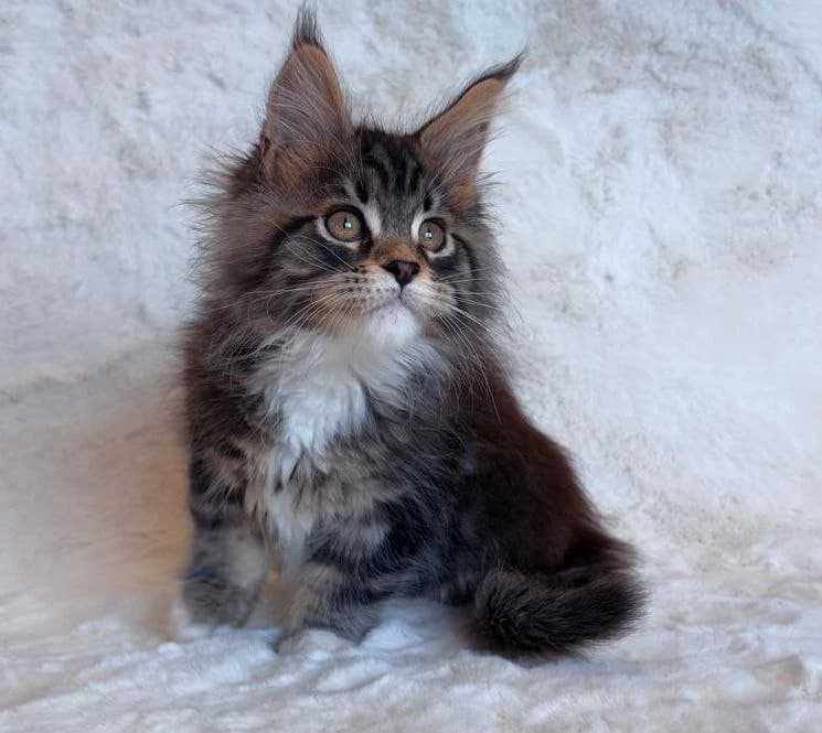 Maine Coon NS 22 03 Black silver tabby classic bicolor