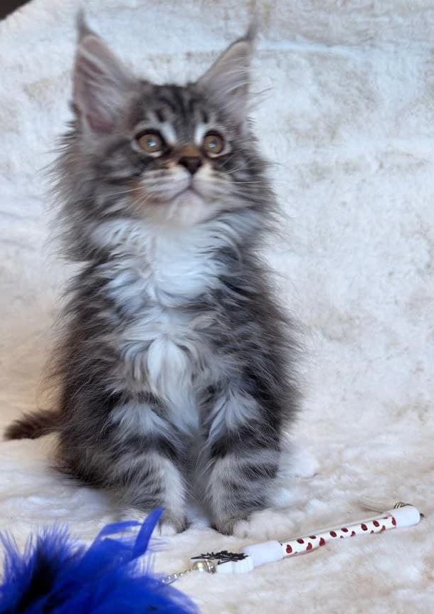 Maine Coon NS 22 03 Black silver tabby classic bicolor