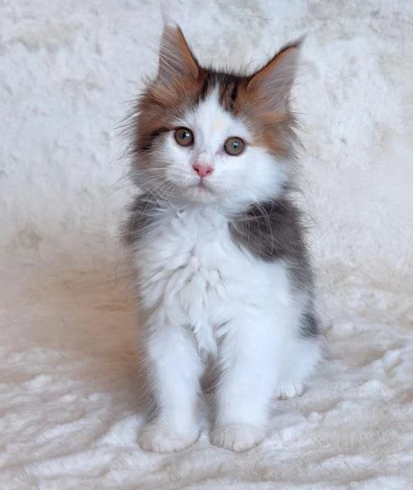 Maine Coon N 03 22 Black classic tabby bicolour