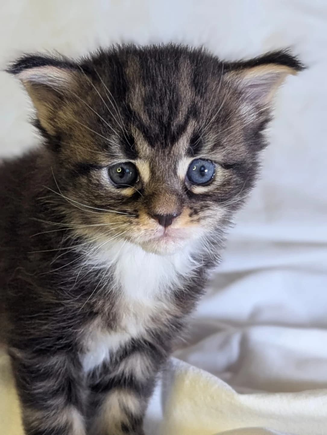 Maine Coon N 03 22 Black classic tabby bicolour