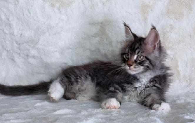 Maine Coon NS 22 03 Black silver tabby classic bicolor