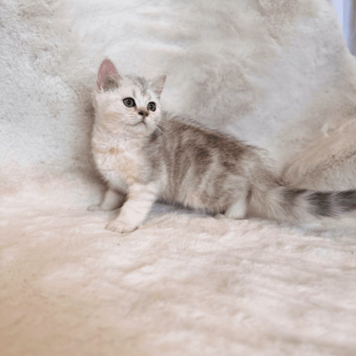 British Shorthair/Longhair ns21