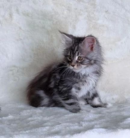 Maine Coon NS 22 03 Black silver tabby classic bicolor