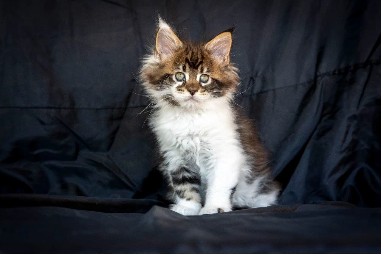 Мейн-Кун N 03 22 Black classic tabby bicolour