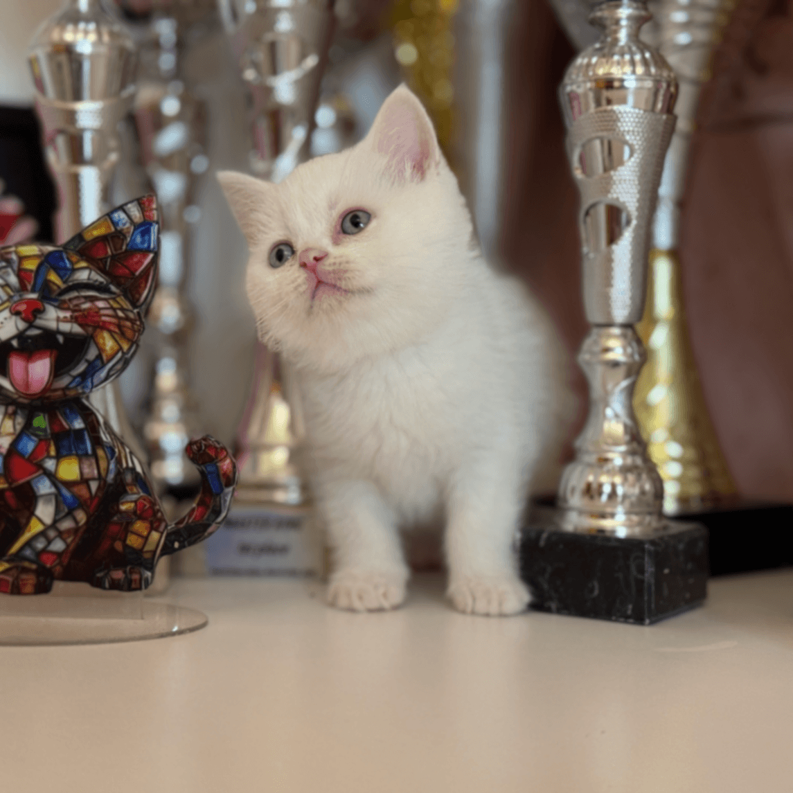 British Shorthair/Longhair W61 blanco con ojos azules