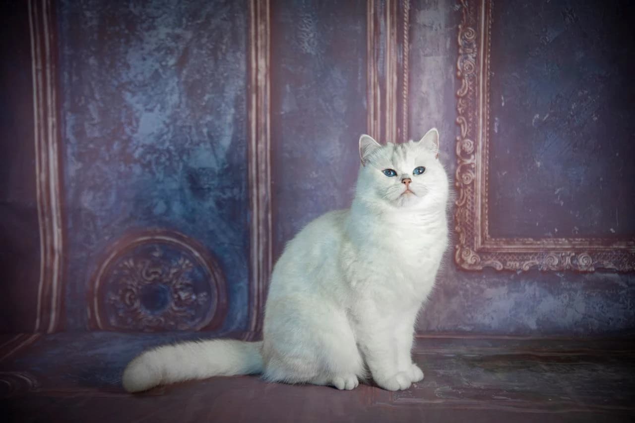 Angelica Imperia Detroval