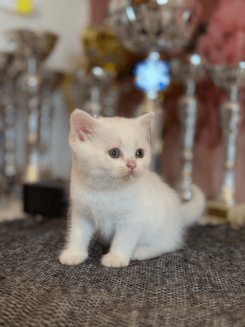 British Shorthair/Longhair W61