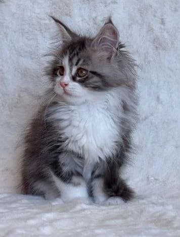 Maine Coon N 03 22 Black classic tabby bicolour