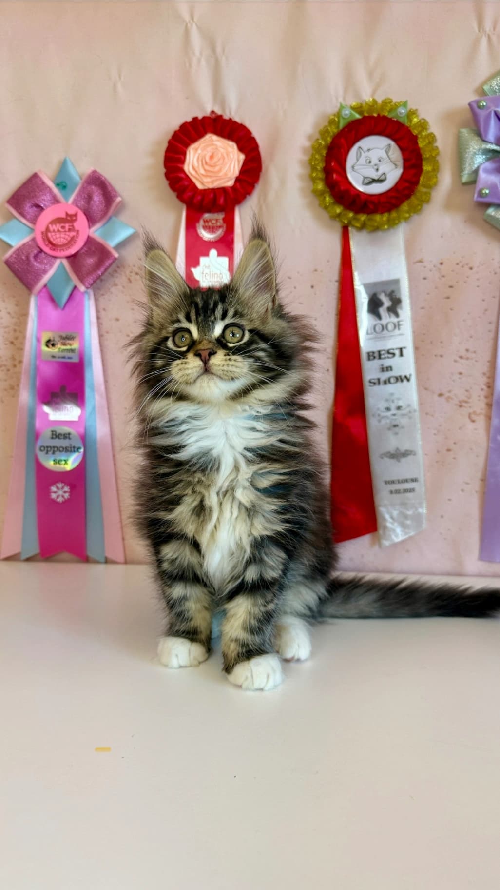 Maine Coon N 03 22 Black classic tabby bicolour