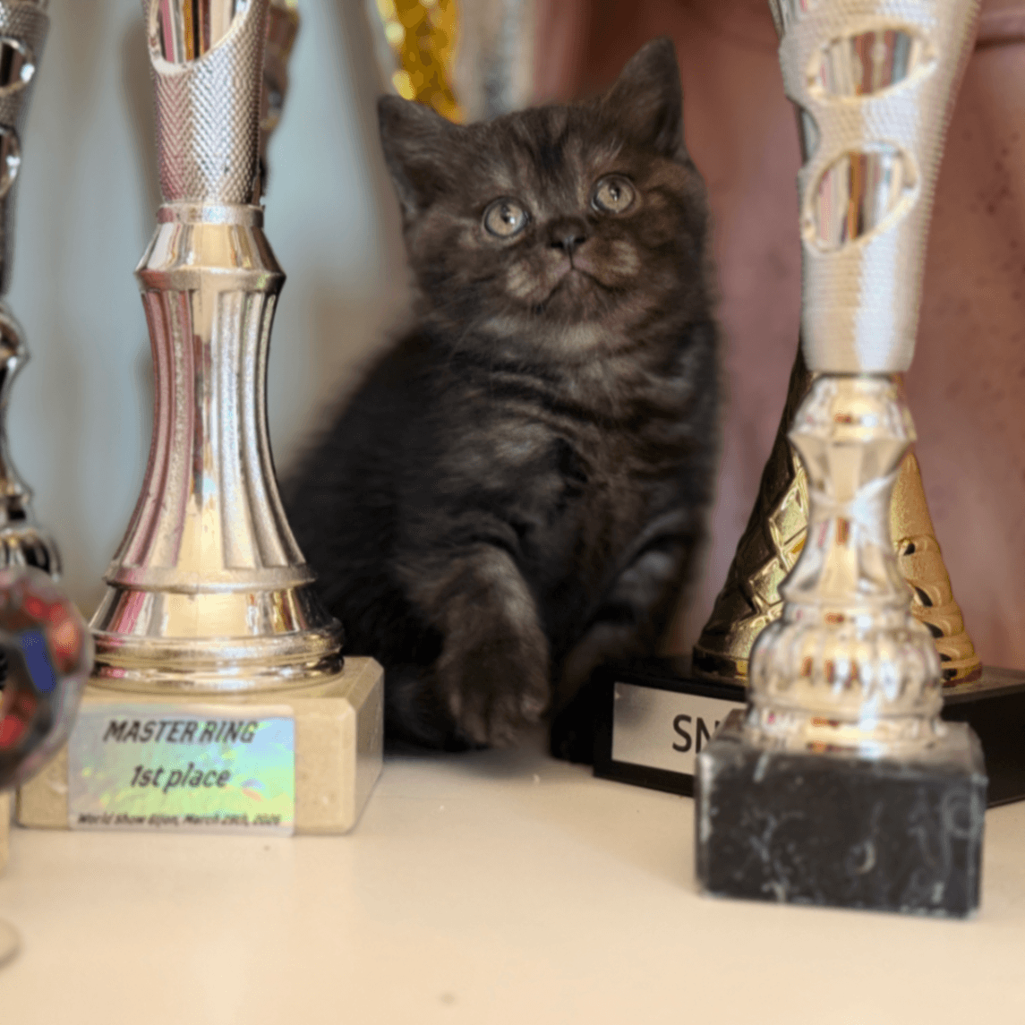 British Shorthair/Longhair en tramite
