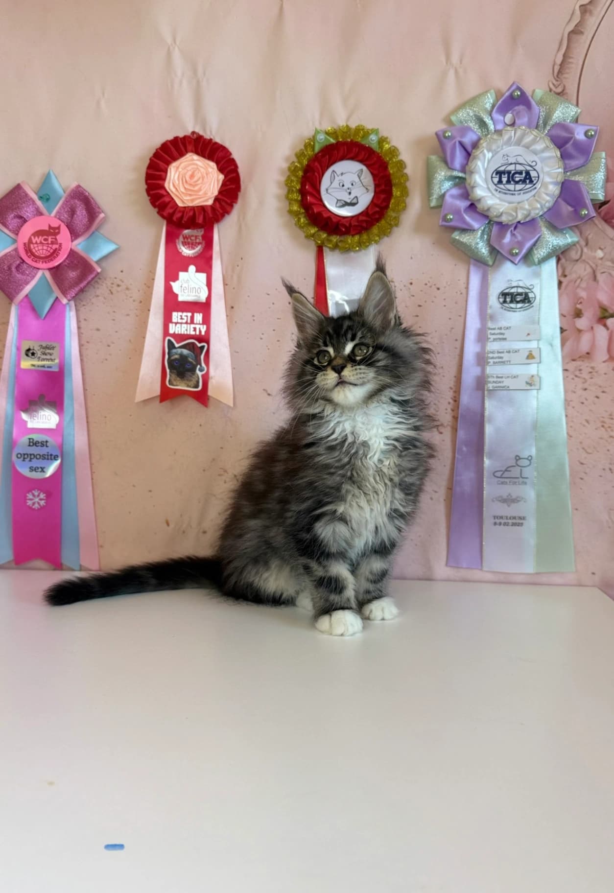 Maine Coon NS 22 03 Black silver tabby classic bicolor