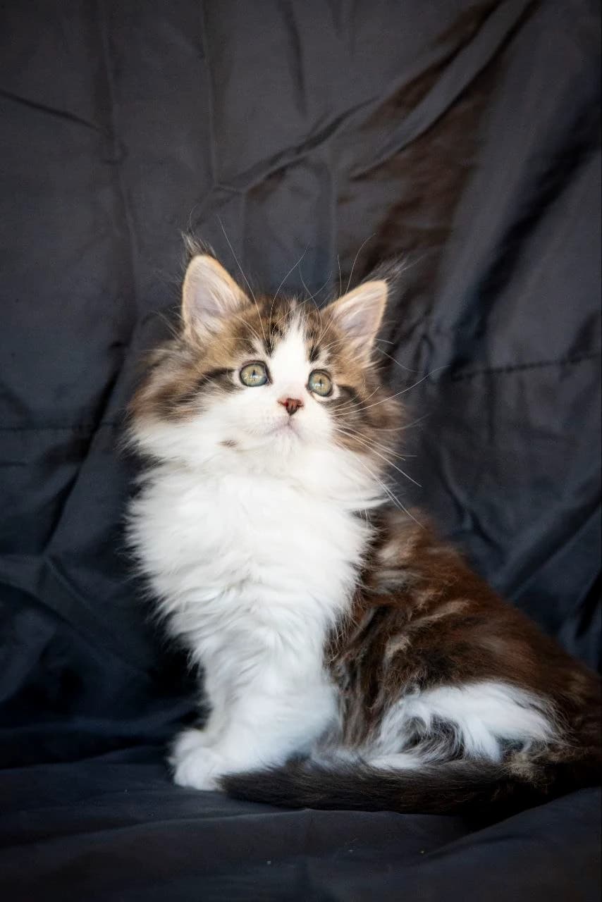 Мейн-Кун N 03 22 Black classic tabby bicolour