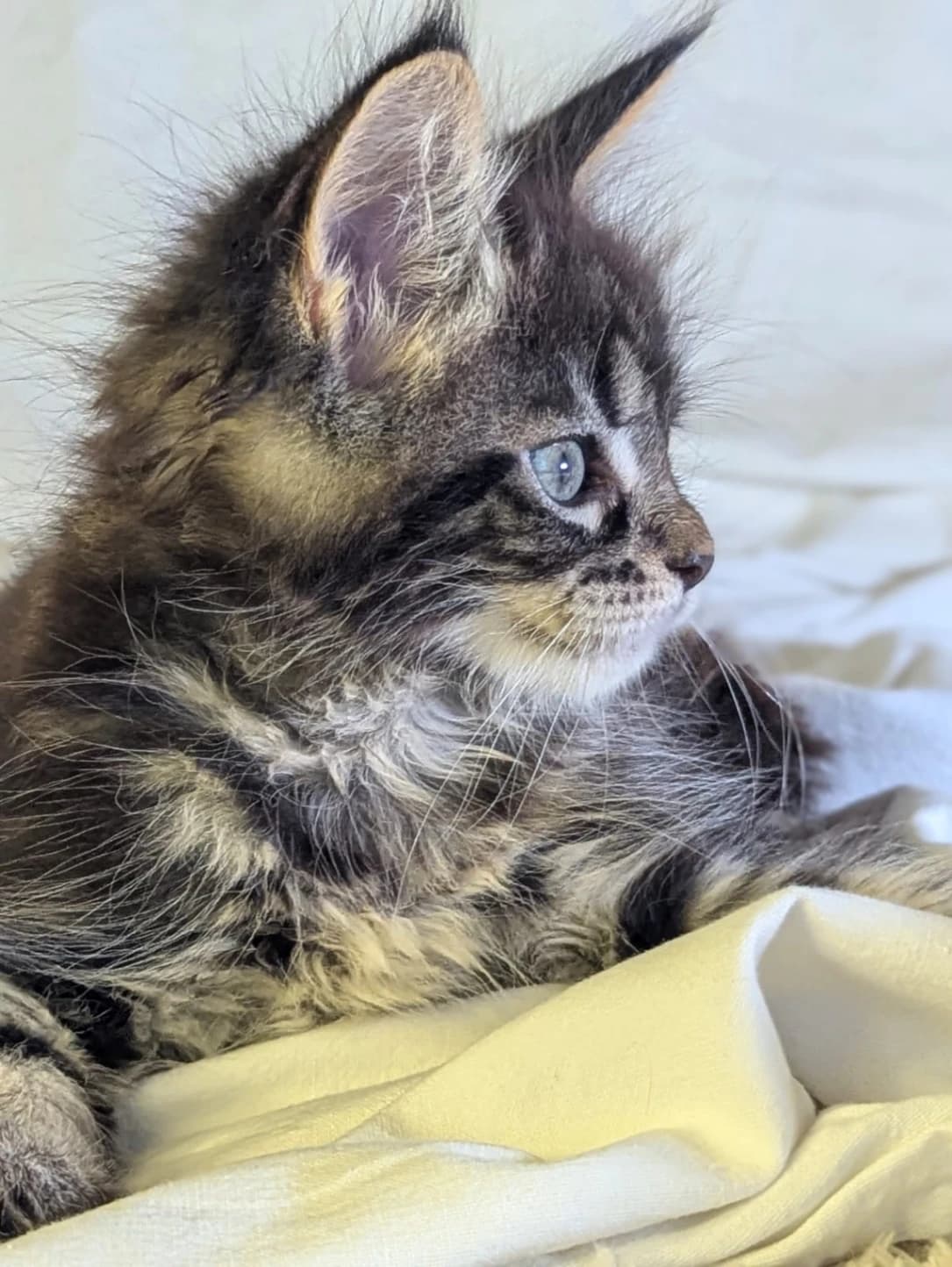 Maine Coon n 22 black tabby classic