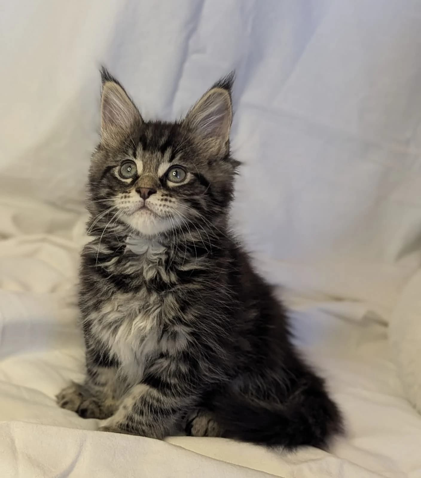 Maine Coon n 22 black tabby classic