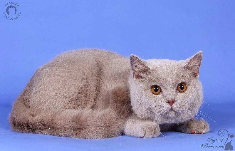 Under-Tutor Style of Provence