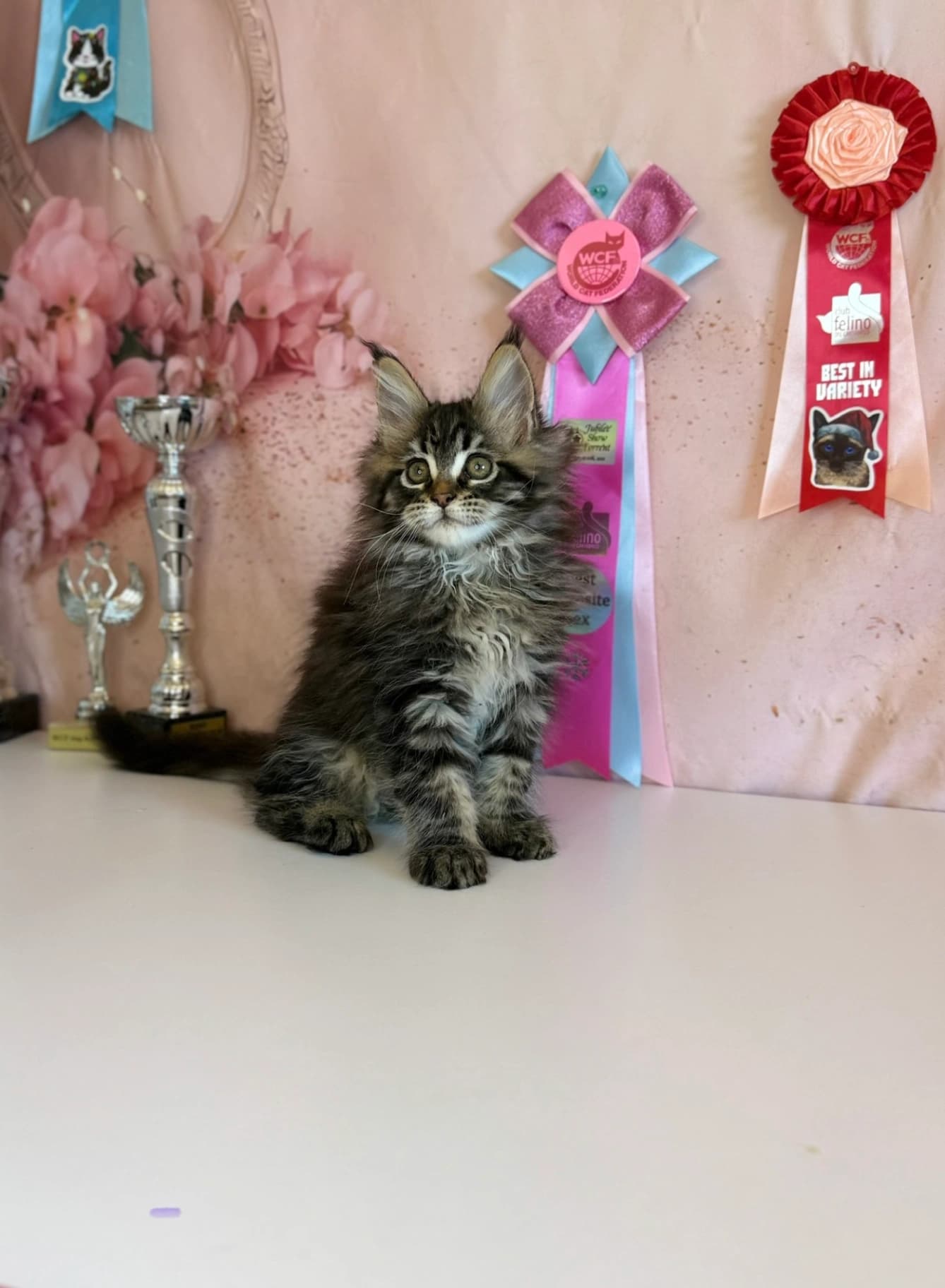 Maine Coon NS 22 03 Black silver tabby classic bicolor