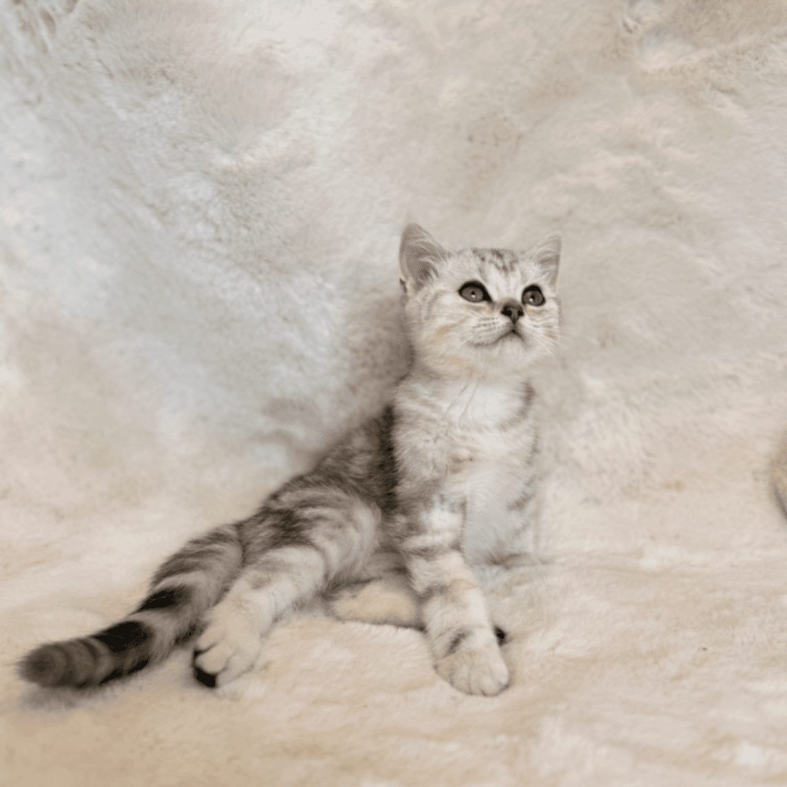 British Shorthair/Longhair ns21