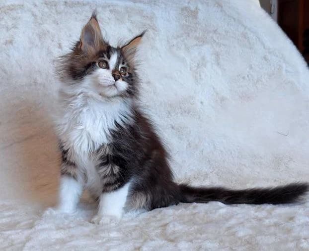 Maine Coon N 03 22 Black classic tabby bicolour